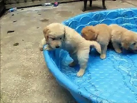 6-week old Golden Retriever puppies playing - YouTube