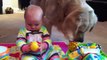 Baby Shares Toys with Golden Retriever