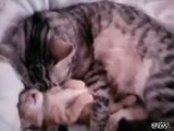Cat Hugs Baby Kitten Having Nightmare