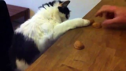 Cat plays guessing game