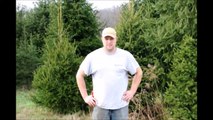 ,., Replanting Christmas Trees in an Old Xmas Tree Field