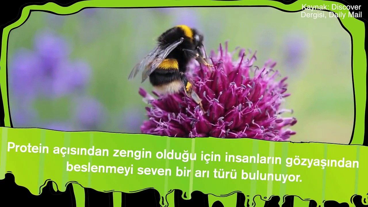 Hayvanlarla İlgili OHA Diyeceğiniz 20 Bilgi
