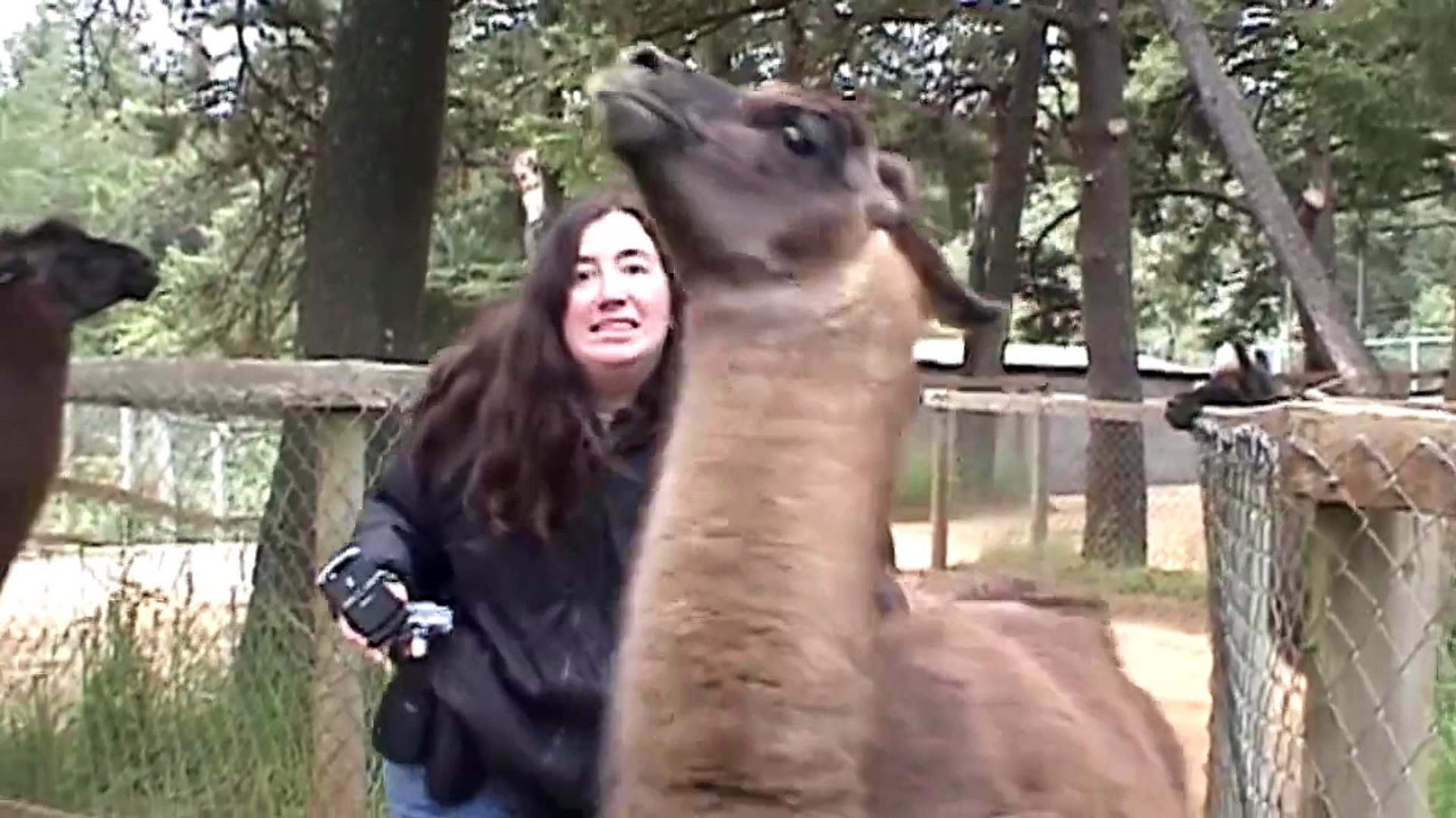 Funny Videos---Llamas-Spitting-fbdown.net
