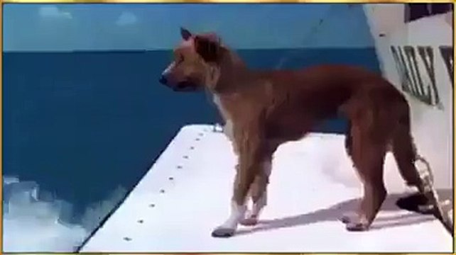 Miracle of Allah in a sea, a dolphin helping a dog Towards Ship