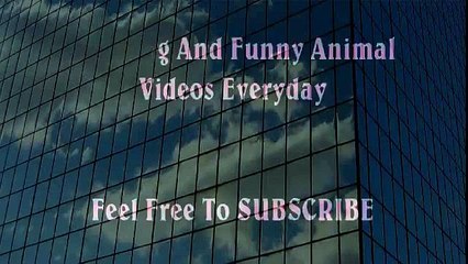 Man VS Donkey Best Wild Animal Videos   Animal Attacks And Loves when animals attack