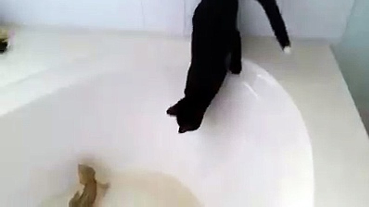 OH CRAP! Cat realizes a little too late getting a closer look was a huge mistake