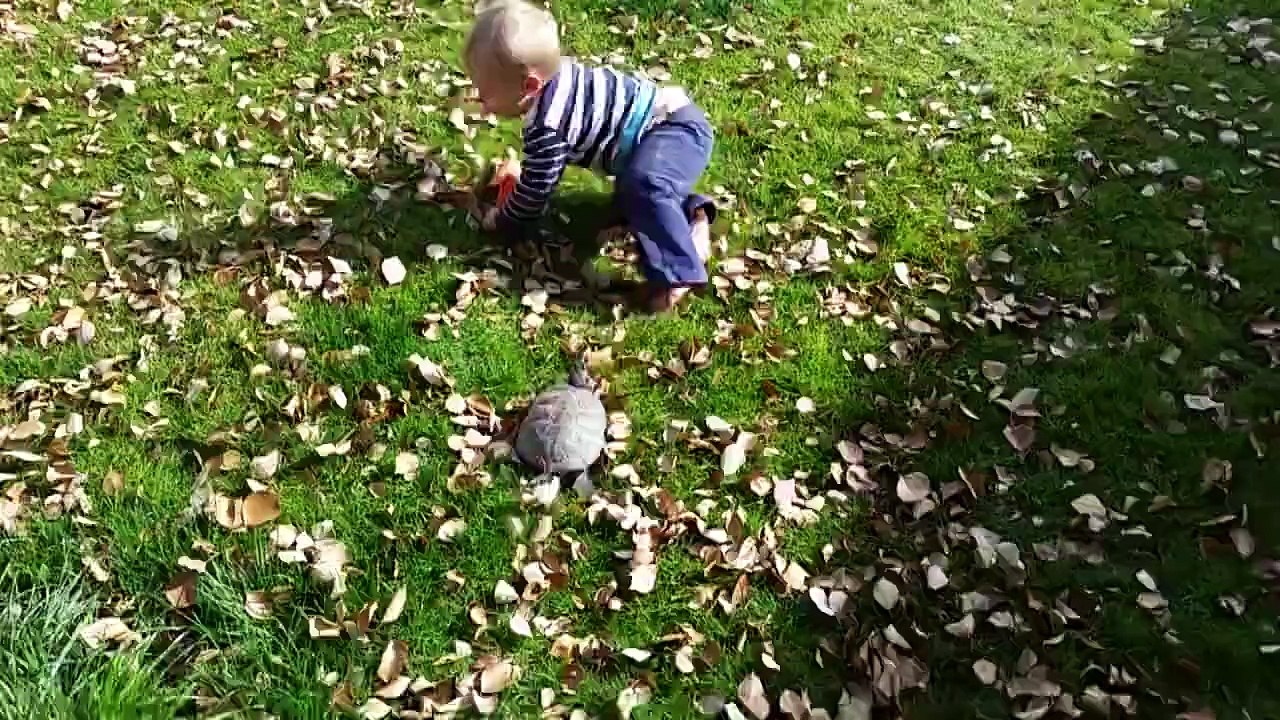 High-speed chase between a baby and a turtle!