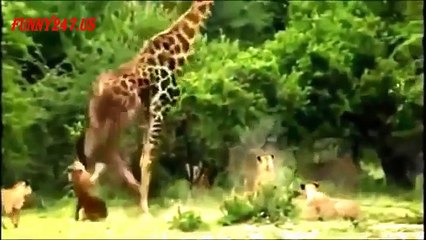 South Africa Lion vs Giraffe _ Wild Attack Animals_(360p)