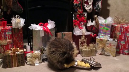 Le porc-épic le plus mignon au monde" a reçu son cadeau de noël