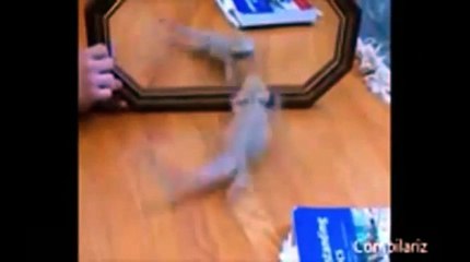 Funny1Minute - Funny Animals Mirror Compilation