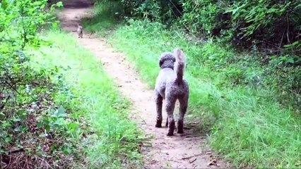 Rabbit Outsmarts Dog