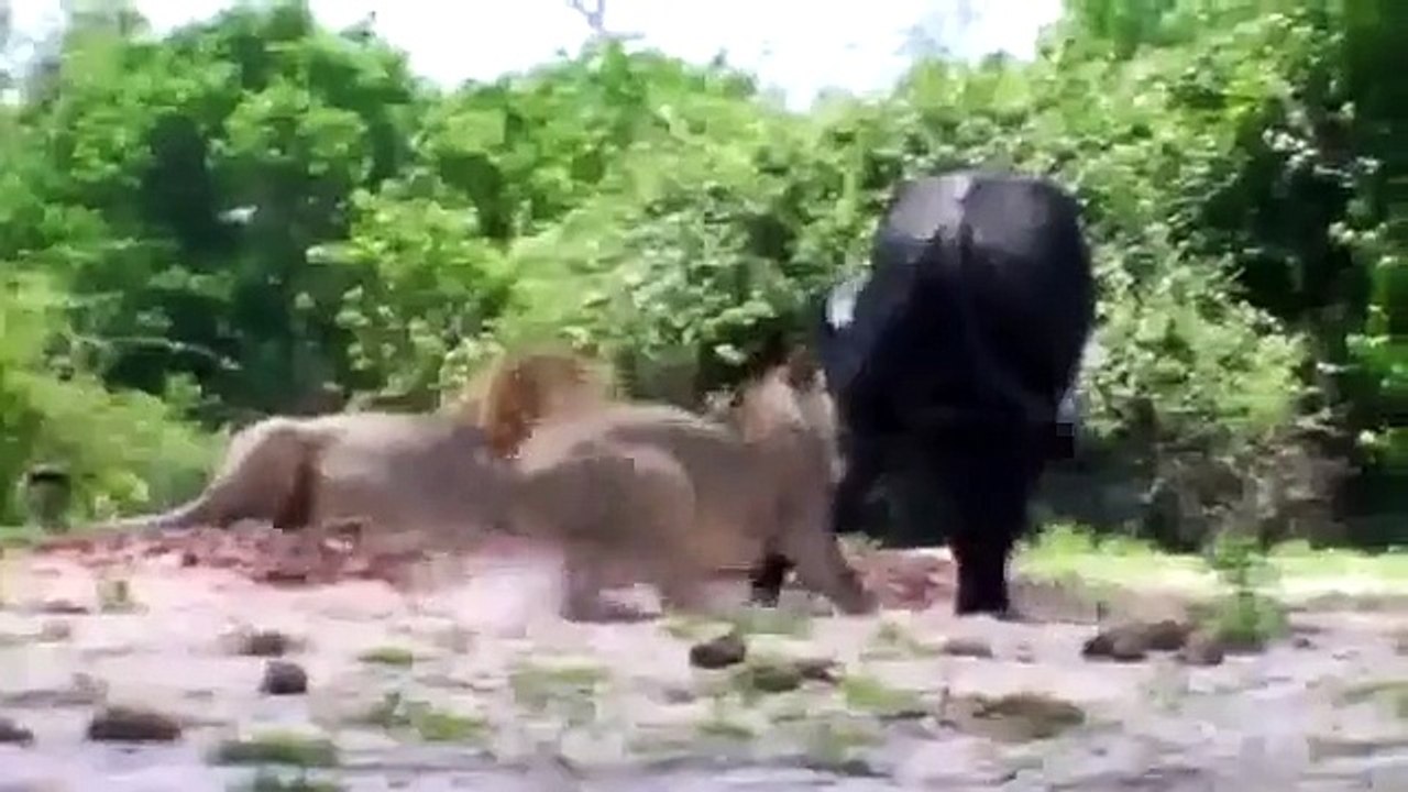 Wild Animal lions Couple Attacked  Buffalo Safari2 NEW@croos