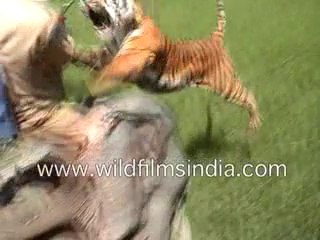 Tiger Attacking a Man on an Elephant