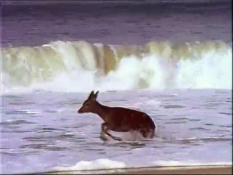 Eğlenmek sadece insanlara mahsus değil !