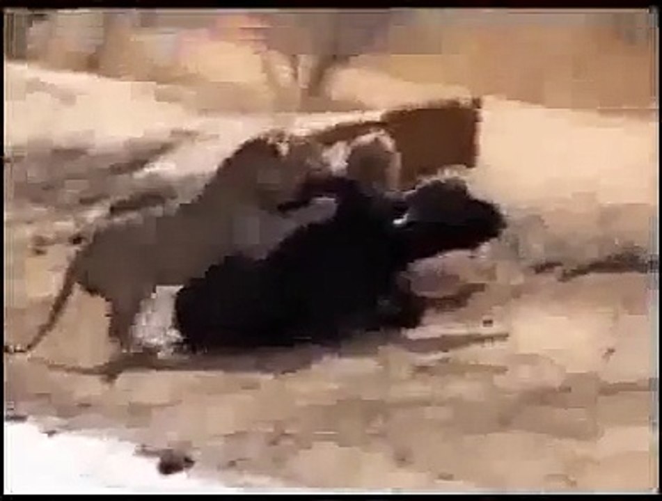 Wild Animal lions Couple Attacked Buffalo Safari2 NEW@croos