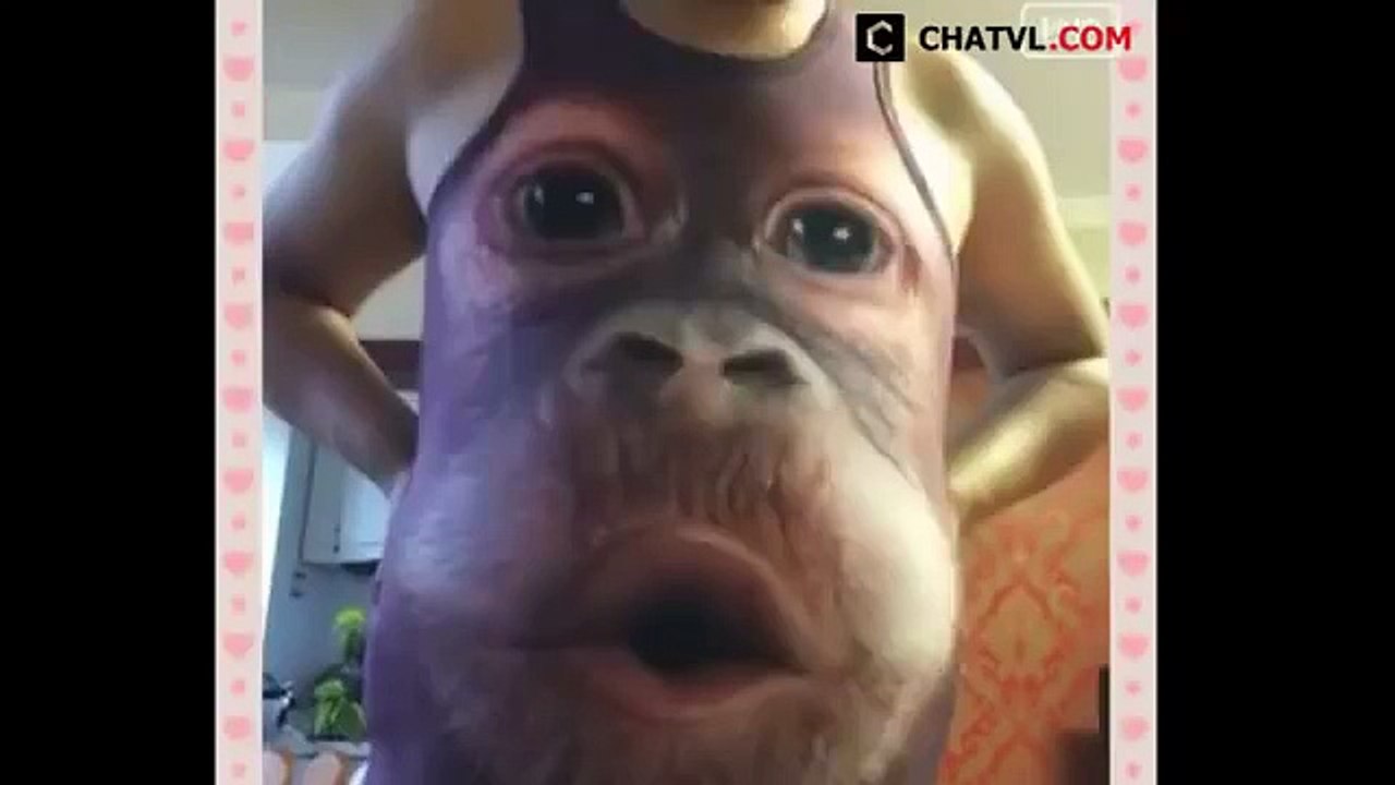Amazing funny video (Monkey)
