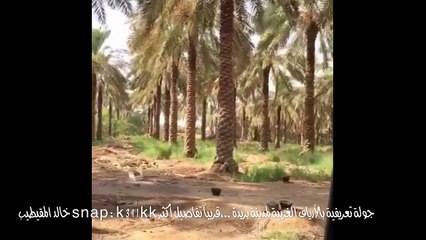 بريدة: جولة في بعض خبوب بريدة ( بدون تفاصيل)