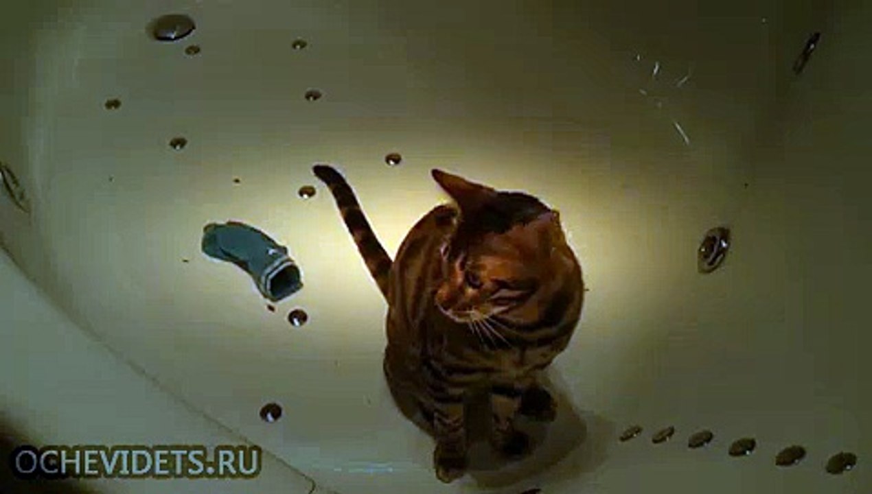 Напугали котика
