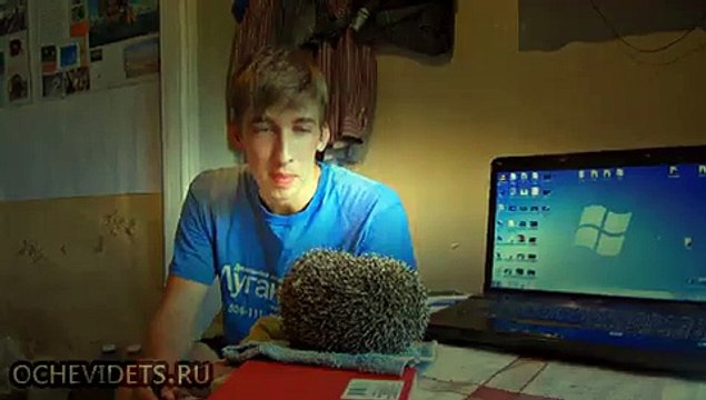 Тайна ежей раскрыта