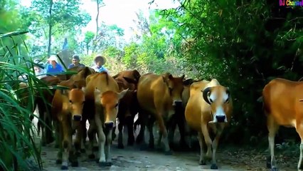 ► Chú Voi Con ở Bản Đôn - Nhạc Thiếu Nhi vui nhộn 2015