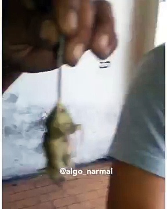 mangiatopo