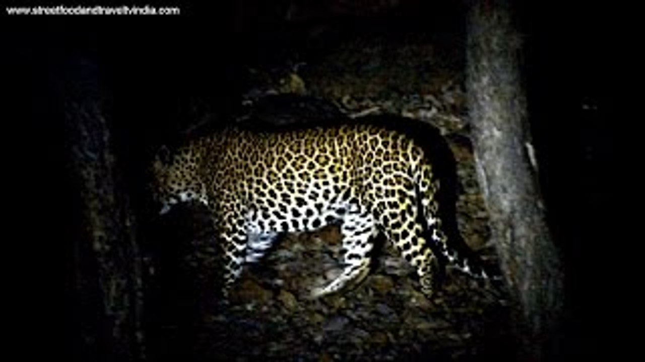 Wildest India Documentary By Nikunj Vasoya | A Nature & Wildlife Film