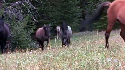 Cloud's Legacy - The Wild Stallion Returns - Willd Natural Documetary 2015