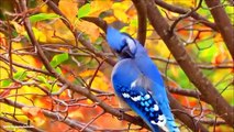 How Birds Survive The Winter Season - Mini Documentary