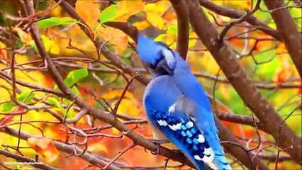 How Birds Survive The Winter Season - Mini Documentary