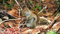How to eat a pine cone - Patches the Squirrel shows you how