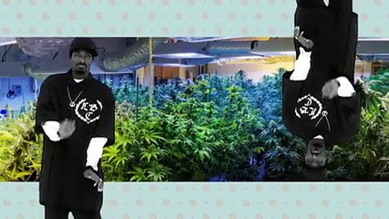 The grass is bad for Japanese