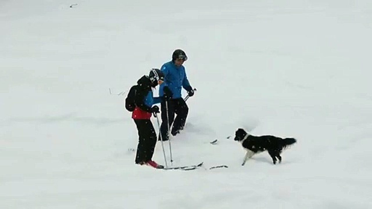 Throw me a stick, throw my stick ...