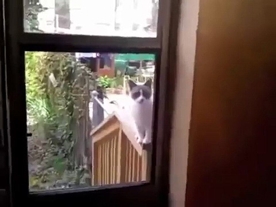 OMG Cats Make Crazy Sounds