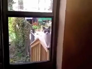 OMG Cats Make Crazy Sounds