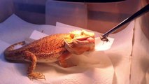 Bearded dragon Slow Mo Eating SO COOL