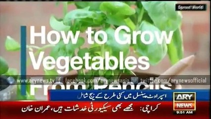 Pencil grows into Vegetables  and Flowers