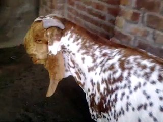 Heavy Goats Of 225 Kg In Gujranwala