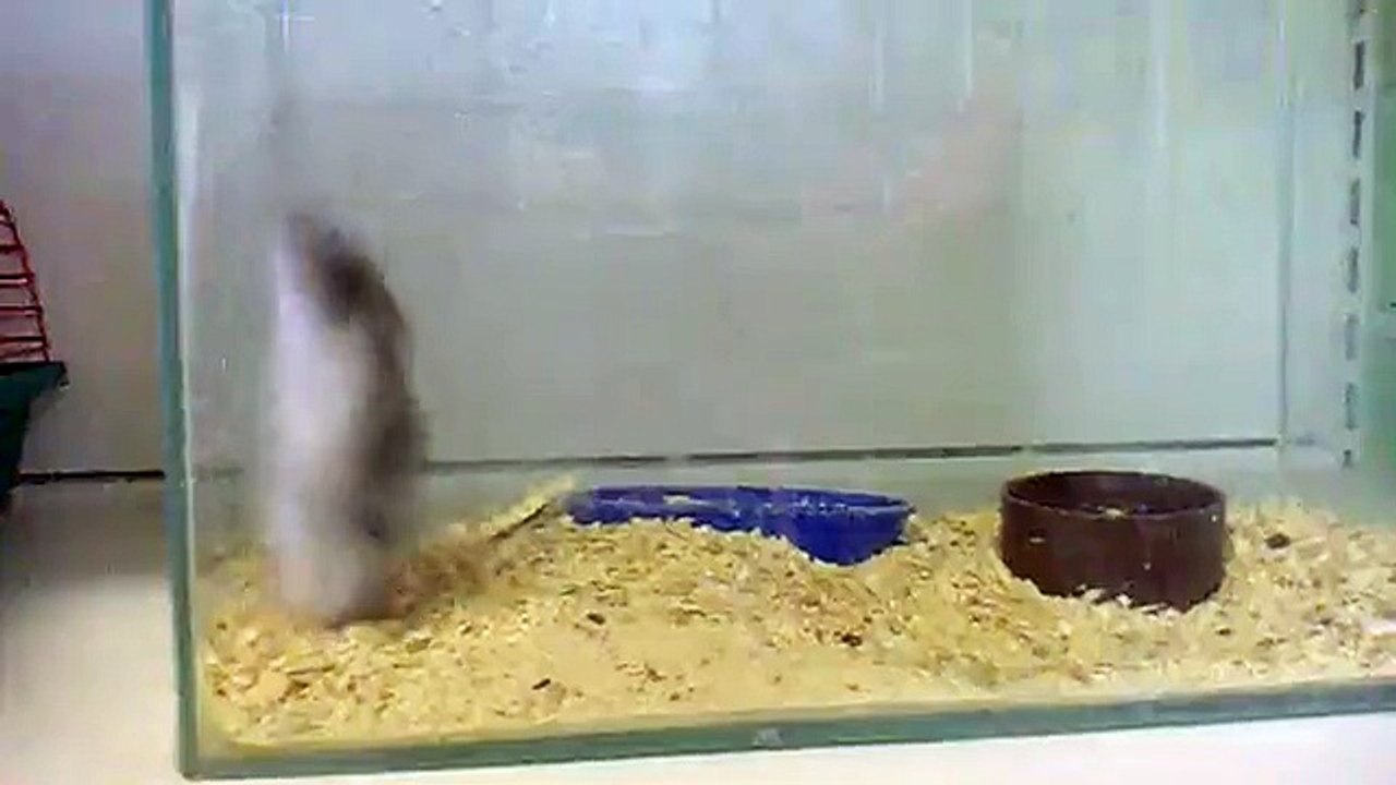 Quand un hamster fait un dos crawlé !