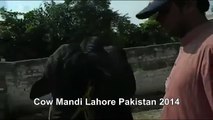 Red And Black Bulls In Cow Farm Lahore Pakistan