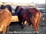 Red And White Cow In Cow Mandi Of Lahore Pakistan