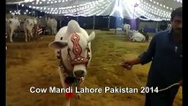 White Bull Walking In Cow Mandi Lahore Pakistan