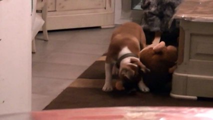 13.1 LANCELOT de STAFFORDLAND