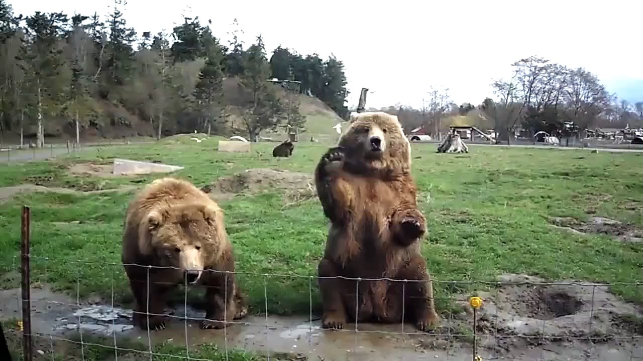 Bear Waves