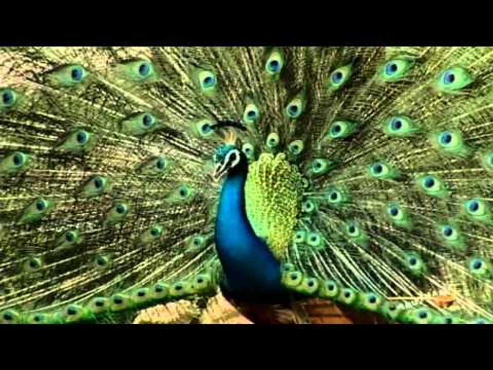 Mayilodu  - Sakthivel - Sudha Ragunathan