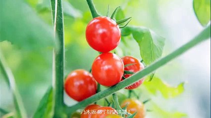 乃木坂46 指望遠鏡 真夏の全国ツアー2013