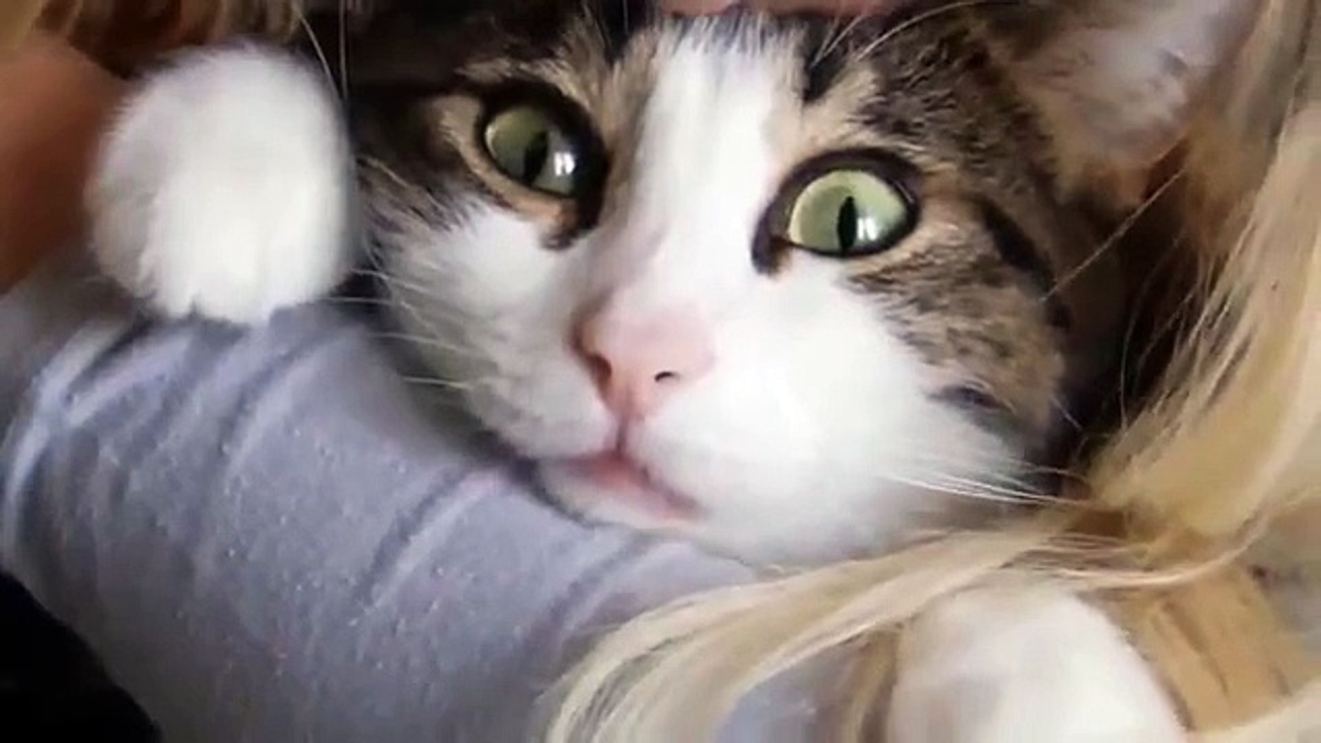 Смешные животные девушка целует кота смешные животные приколы