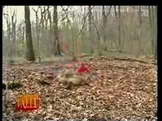 Balade en foret pas comme les autre