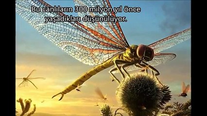 Dünya'nın En Büyük 10 Hayvan Türü