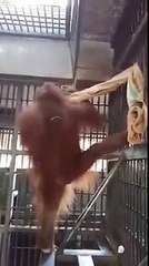 Une femelle orang-outan se construit son propre lit !