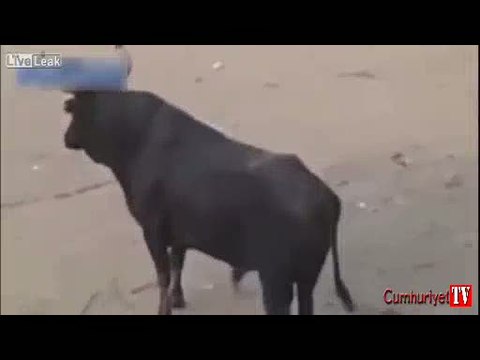 Boğaya kafa atmaya kalktı